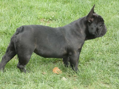 Étalon Bouledogue français - Aly de l'Empire des Hellls