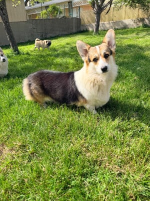 Étalon Welsh Corgi Pembroke - Vitaline de la Ferme du Rotour