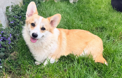Étalon Welsh Corgi Pembroke - Voice de la Ferme du Rotour