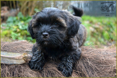 Étalon Bichon Havanais - Agathe Du Buisson De La Passée