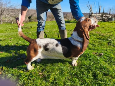 Étalon Basset Hound - Astuce Du Domaine Berba