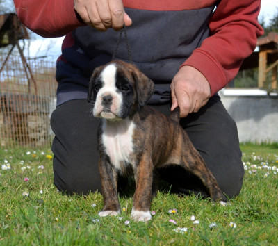 Étalon Boxer - BRUNNHILDE Du Temple D'Adranos