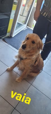 Étalon Golden Retriever - vaia Des Fields Daoe