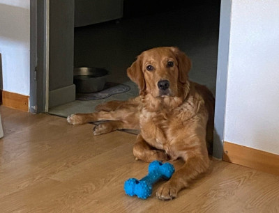 Étalon Golden Retriever - VAIANA Des Fields Daoe