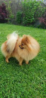 Étalon Spitz allemand - Poms Connection Archimede