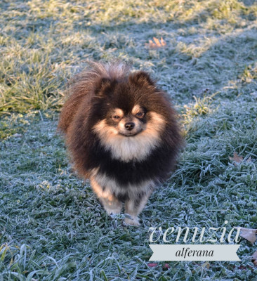 Étalon Spitz allemand - Venuzia alferana