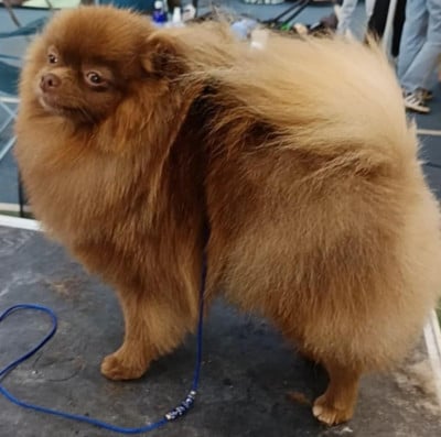 Étalon Spitz allemand - Ulanne Alferana (Sans Affixe)