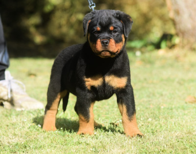 Étalon Rottweiler - banshee Des Titans Noirs Et Feux