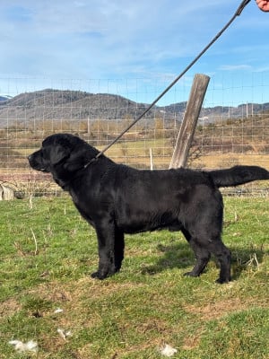 Étalon Labrador Retriever - Tod du moulin de sault