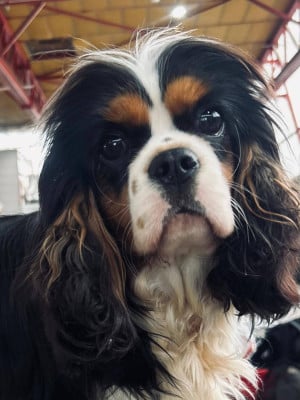 Étalon Cavalier King Charles Spaniel - Aloa Du Souvenir Des Dicks