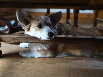 Étalon Welsh Corgi Pembroke - Ashley Du Ruisseau De La Steinmatt