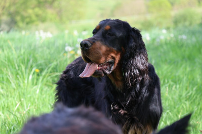 Étalon Setter Gordon - Vaia Du Domaine De Phoebapooros