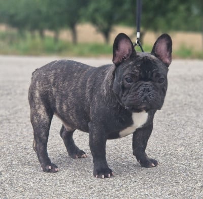 Venom Du Domaine De Charroi