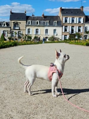 Étalon Chihuahua - Austen Jane Of Eyden Cashmere