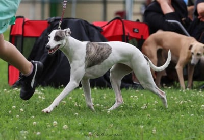 Étalon Whippet - Thunderstorm De La Truffe Sacrée