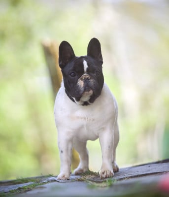 Étalon Bouledogue français - Angelina Du Bel Atour