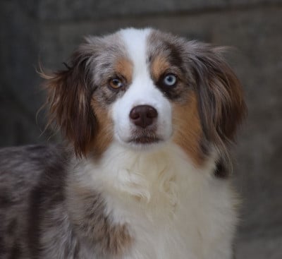 ALTA PAINTED STAR BY DOMAINE DES PERLES