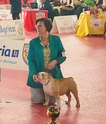 Étalon Bulldog Anglais - Vaïtea Celeste D'Apadoka