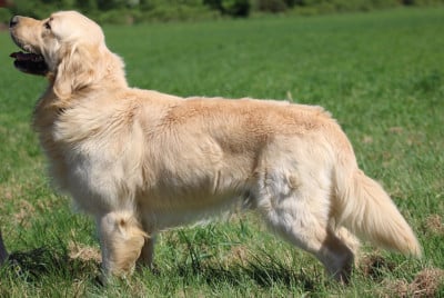 Étalon Golden Retriever - Vers l'infini et au-delà "BUZZ" Des Grenouillettes Du Vexin
