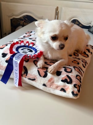 Étalon Chihuahua - ANITA Des Petits Jedi
