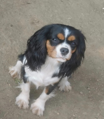 Étalon Cavalier King Charles Spaniel - Utopie du domaine des quatre pattes