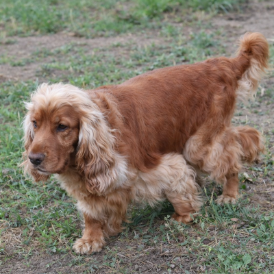 Étalon Cocker Spaniel Anglais - Uriane du domaine d 'Hakyna Du Domaine Des Robertaines