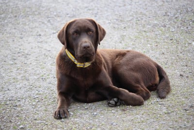 Étalon Labrador Retriever - Athéna du taillis madame