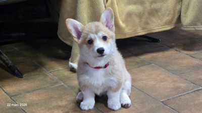 Étalon Welsh Corgi Pembroke - Biscotte du Chemin des Contrebandiers