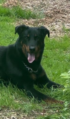 Vog-Rocco du Royaume D'Elsa