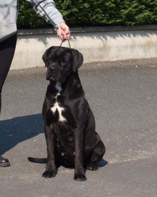 Valkiria From Russians Traditions