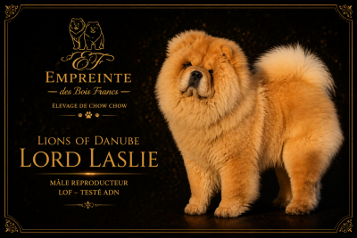 du domaine de fabadel LIONS OF DANUBE LORD LASLIE