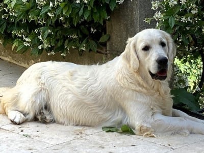 Utopie du Sarmizegetusa Regia