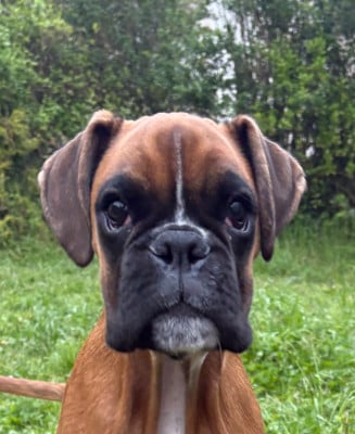 Étalon Boxer - Ahsoka De Mabochak