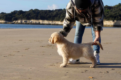 Étalon Golden Retriever - VERSACE GOLD Del Diamante Azul