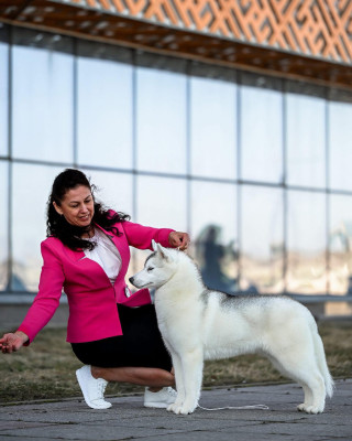 Étalon Siberian Husky - blissful embrace quina zaria