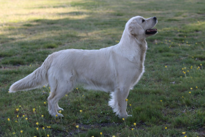 Étalon Golden Retriever - navilis Caramel