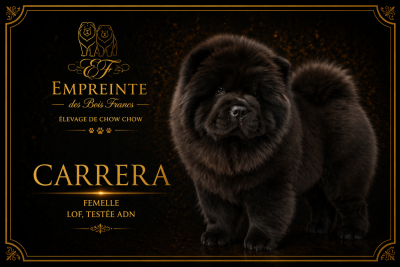 Étalon Chow Chow - CARRERA Wasylowa Sfora