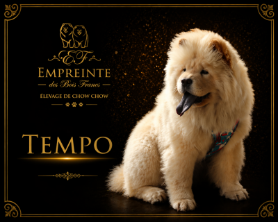 Étalon Chow Chow - TEMPO (Sans Affixe)