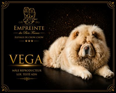 Étalon Chow Chow - du domaine de fabadel VEGA