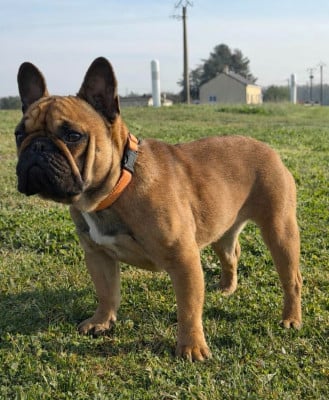Étalon Bouledogue français - vanity kingdom mini bulls