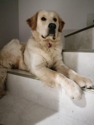 Étalon Golden Retriever - Soni de la vallée de l'écolèze