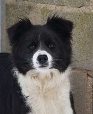 Étalon Border Collie - Vegas blukyspise Of Pacific Spirit