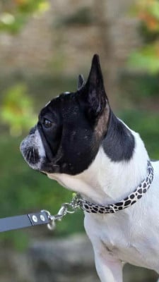 Étalon Bouledogue français - Vanastasia Des Terres De Peygros