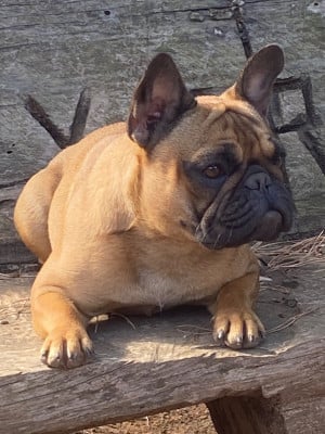 Étalon Bouledogue français - Venezia Des Terres De Peygros