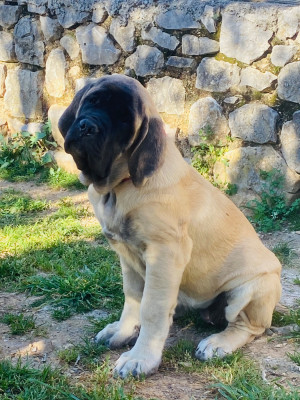 Étalon Mastiff - Aylee Teeyah Des Terres De Peygros