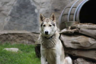 Étalon Siberian Husky - P Hakao to riders of free spirit