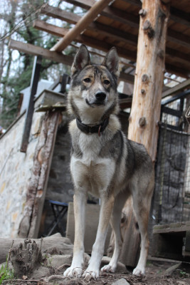 Étalon Siberian Husky - P Aloha to riders of free spirit
