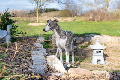 Étalon Whippet - Alpine Du Croquet Des Danebury's