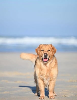 Perwyn Of pelennor fiel