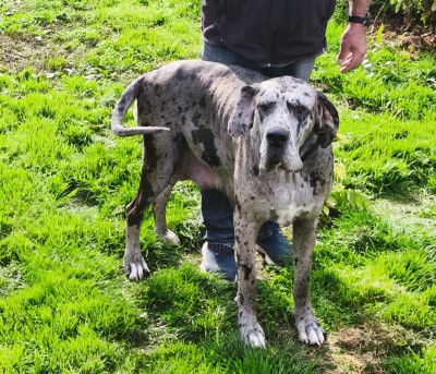 Étalon Dogue allemand - Unicke Des Terres De La Rairie